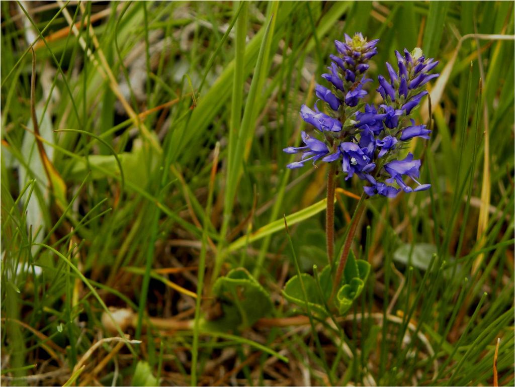 Veronica allionii